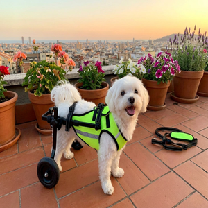 Arnés <span class=keywords><strong>de</strong></span> Movilidad <span class=keywords><strong>para</strong></span> <span class=keywords><strong>Perros</strong></span> <span class=keywords><strong>de</strong></span> Alta Demanda <span class=keywords><strong>para</strong></span> Exportación, <span class=keywords><strong>Silla</strong></span> <span class=keywords><strong>de</strong></span> <span class=keywords><strong>Ruedas</strong></span> <span class=keywords><strong>para</strong></span> <span class=keywords><strong>Perros</strong></span> Grandes y Débiles, <span class=keywords><strong>Precios</strong></span> B2B - Product Image 4
