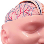 Modelo Anatómico Regional de Cabeza ADA-A639II con Dura Materia y Cerebro para Enseñanza Médica, Shanghái - Product Image 4