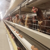 Bâtiment d'élevage de poules pondeuses et poulailler en structure légère en acier, bâtiment agricole