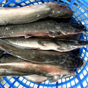 Vente populaire prix de gros africain en vrac Bullhead ou poisson-chat congelé IQF pour l'exportation - Product Image 5