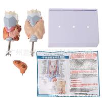 Modèle anatomique de la glande thyroïde en PVC pour la science médicale, pour l'enseignement de l'hyperthyroïdie et de l'hypothyroïdie, écoles