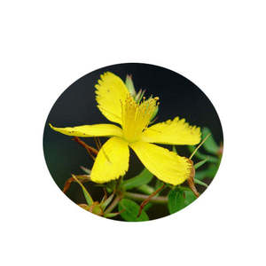 Bubuk Ekstrak Hypericum Perforatum 0,3% Hypericin Bubuk Ekstrak St John's <span class=keywords><strong>Wort</strong></span> - Product Image 2