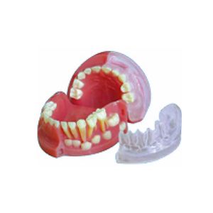 Modèle de dents en dentition mixte claire pour enfants de 3 ans - Product Image 1