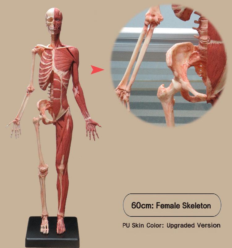 60cm: female skeleton: pu flesh color: send anatomical drawing
