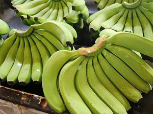 Bananes fraîches Cavendish G9 Meilleur prix pour les grossistes aux Émirats arabes unis Fabriquées à partir de fruits tropicaux pour la vente au détail et le marché frais en provenance du Vietnam - Product Image 3