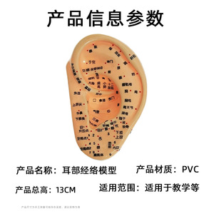Modèle d'acupuncture auriculaire Ziyu de 13 cm avec plusieurs points pour l'acupuncture et moule auriculaire avec support en PVC réutilisable - Product Image 5