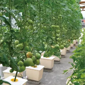 Serre de tomate Système hydroponique agricole
