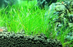 Aquascape Waterplant Modder 3l/9l <span class=keywords><strong>Aquarium</strong></span> Landschapsarchitectuur Substraat Stabiliseren Waterkwaliteit <span class=keywords><strong>Aquarium</strong></span> Watergras Modder Tuin Benodigdheden - Product Image 2