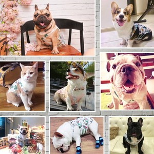 Magnifique gilet imprimé pour chien, respirant, toutes saisons, pour bouledogue français, Corgi, chat, Teddy, Pomeranian, bouledogue britannique - Product Image 1
