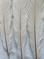 Vente en gros de plumes de dinde teintes en vrac pour accessoires de carnaval et robes