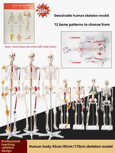 Modelo de <span class=keywords><strong>Esqueleto</strong></span> <span class=keywords><strong>Humano</strong></span> de Cuerpo Completo para Adultos Huichun, Material de PVC, Columna Vertebral Removible, para Enseñanza de Yoga, Hecho en China Continental - Product Image 2