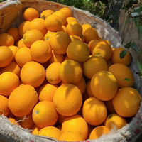 Oranges Navel Fraîches en Gros, Agrumes en Vrac à Bon Prix, Oranges Navel Fraîches de Chine