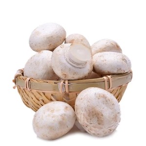 Extracto de <span class=keywords><strong>Agaricus</strong></span> Bisporus en Polvo, 20% Polisacáridos, Ingrediente de Extracto de Champiñón - Product Image 2