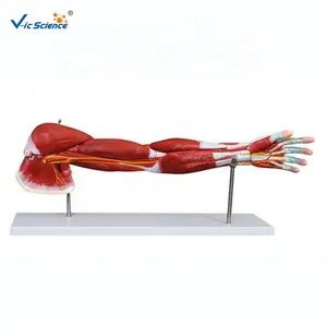 Músculo del brazo humano (7 partes) modelos de Anatomia del sistema reproductor equipo médico fabricación de modelos