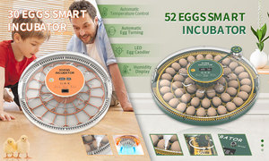 2024 Hhd Best-seller 52 Incubadora de <span class=keywords><strong>huevos</strong></span> para <span class=keywords><strong>huevos</strong></span> de pájaros pequeños Máquina para incubar Ingredientes de envío gratis - Product Image 6