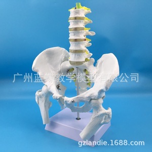 Modèle de ceinture pelvienne naturelle, de cinq vertèbres lombaires, de fémur, d'appendice osseux masculin, de cinq vertèbres lombaires et de disque intervertébral - Product Image 1
