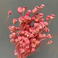 Fleurs séchées en gros pour la décoration intérieure : fleurs de pavot de terre naturelles préservées pour la création de bouquets et l'art floral