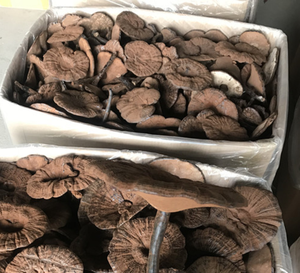 Reishi <span class=keywords><strong>Ganoderma</strong></span> Natural, Entero, Crudo, Puro, Silvestre y Seco para Té Saludable - Product Image 3