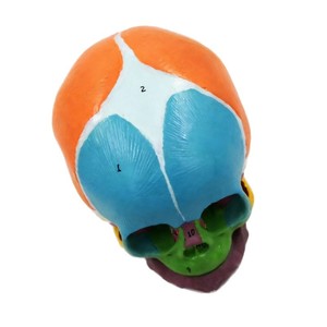 Modelo Anatómico de Cráneo de Bebé a Escala 1:1, con Marcajes Digitales, Modelo de Entrenamiento de Fontanela Ósea <span class=keywords><strong>Frontal</strong></span> para Enfermería Médica - Product Image 3