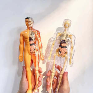 Modelo <span class=keywords><strong>humano</strong></span> desmontable ciencia STEM anatomía músculos extraíbles órganos <span class=keywords><strong>huesos</strong></span> conjunto DIY modelo de <span class=keywords><strong>cuerpo</strong></span> <span class=keywords><strong>humano</strong></span> interactivo - Product Image 4