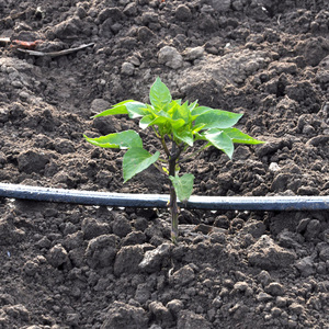 Plentirain Marca Agricolo Verdura Nastro <span class=keywords><strong>A</strong></span> <span class=keywords><strong>Goccia</strong></span> <span class=keywords><strong>Irrigazione</strong></span> del Giardino Sistema di <span class=keywords><strong>Irrigazione</strong></span> <span class=keywords><strong>a</strong></span> <span class=keywords><strong>goccia</strong></span> - Product Image 2