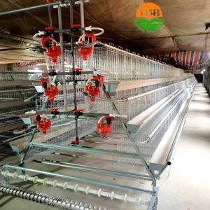 Cages de poulailler neuves pour poulets et poules pondeuses Poulets d'élevage Type de maison disponible à la vente - Product Image 5