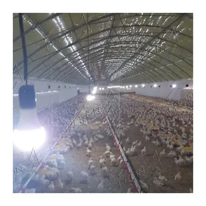 필리핀의 고품질 도매 닭 농장 가금류 공급