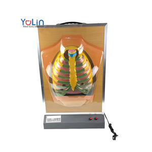 Sistema respiratorio humano modelo anatómico dinámico eléctrico 3D modelo de enseñanza biológica modelo de sistema respiratorio pulmonar - Product Image 1