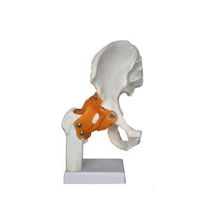 Modelo <span class=keywords><strong>de</strong></span> Articulación <span class=keywords><strong>de</strong></span> Cadera LYS047, Esqueleto Humano, Anatomía, Enseñanza, Ejercicio, Ligamentos, Anatomía, 6 Articulaciones Principales - Product Image 1