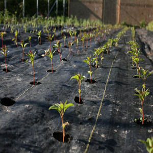 3FT * 250FT 100gsm copertura del terreno da giardino piante e barriere per erbacce repellente per erba panno pacciame servizio di taglio personalizzato - Product Image 3