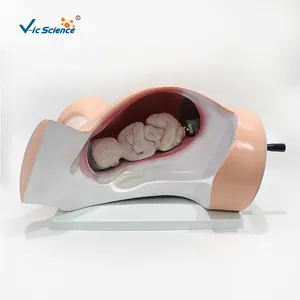 High Quality Medical Training Childbirth Model Delivery Course Model