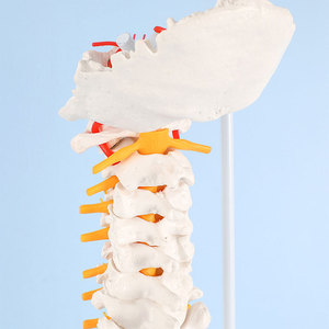 Modelo de Columna Vertebral Vertical de Plástico Flexible de 85 cm, Incluye Pelvis, Sacro, Occipitales, Recursos Didácticos, Modelo de Columna Vertebral, Cuerpo Humano - Product Image 2