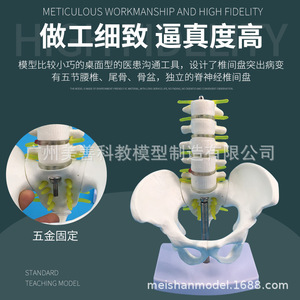 Auténtico soporte pélvico en miniatura con cinco vértebras lumbares, modelo de columna vertebral, modelo ortopédico, esqueleto humano. - Product Image 5
