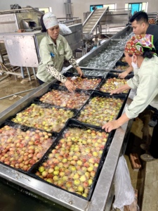Luc Ngan Lychee With Food Safety Certified Processing And Sweet Taste For Premium Export - Product Image 4