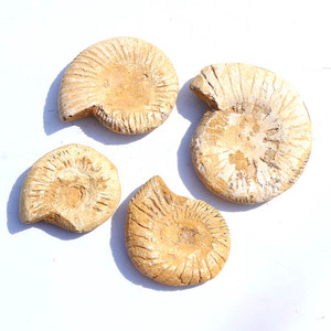 Fósil blanco marroquí Natural, gran oferta, alta calidad - Product Image 5