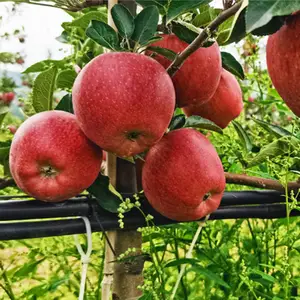 High Quality Apple Export Price Factory Supply China Fresh Apple Fresh Red Apple