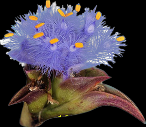 Tốt nhất <span class=keywords><strong>ecdysone</strong></span> cyanotis vaga chiết xuất 98% <span class=keywords><strong>Beta</strong></span> ecdysterone - Product Image 3