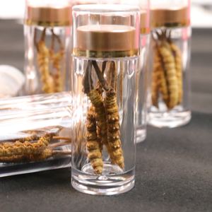 Natural Naqu <span class=keywords><strong>Cordyceps</strong></span> Tibet <span class=keywords><strong>Cordyceps</strong></span> Militaris Comida Orgânica Real Cogumelo <span class=keywords><strong>Cordyceps</strong></span> - Product Image 3