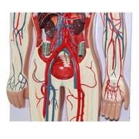 Modèle en relief de haute qualité du système circulatoire humain pour la science médicale, modèle anatomique du circulation sanguine humaine