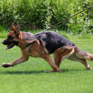 الفاخرة مضفر جلد الكلب الرصاص الحبوب لينة مقود الكلب من الجلد الأصلي - Product Image 6