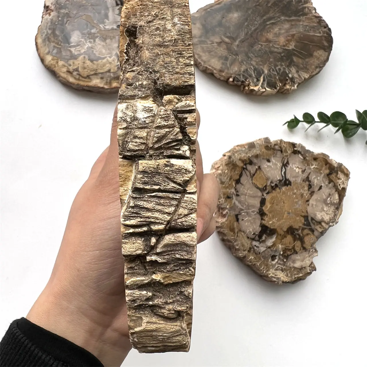 Natural Crystal Specimen Han Petrified Wood Piece Plate Wood Stone Slab Rough Stone Slice