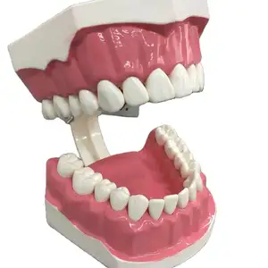 Dental Decoratie Kliniek Nieuwe Ontwerp 2020 Gemaakt China Volwassen Toothbrushing Demonstratie 28 Pcs Borstel Tanden Model
