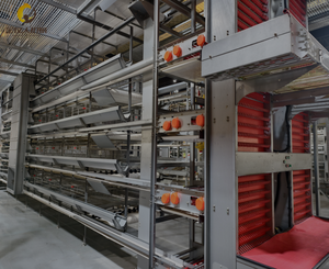 Cages à poulets à étages multi-niveaux Jinmuren pour fermes avicoles domestiques, poulaillers en matériau galvanisé, faciles à assembler - Product Image 3