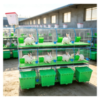 Ensemble de cages d'élevage de lapins galvanisées à chaud, conçues pour l'élevage en haute densité et la gestion facile des déjections dans les fermes avicoles