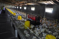 GREAT FARM DAMLY Équipement pour la volaille fabriqué en Chine Couveuse à gaz GPL Chauffe-poulet pour poulets de chair