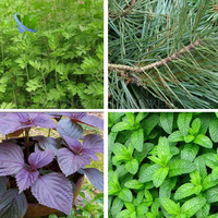 Mesin Pemisah Daun dan Batang Stevia, Pemisah Daun Wormwood, Pemisah Batang dan Daun