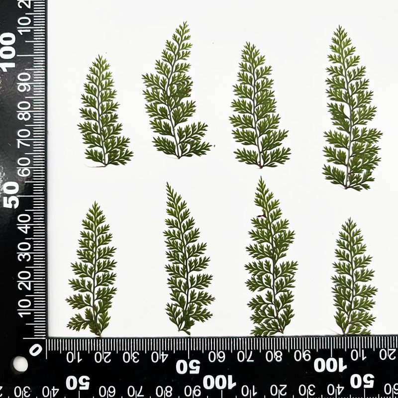 MH446 verde naturale 4-6cm