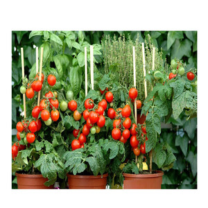 Les tiges en fibre de verre sont utilisées pour soutenir les tomates - Product Image 1