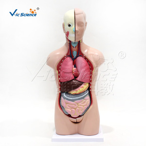 Modèle de torse intersexuel de 42 cm, anatomie des organes internes humains, modèle pédagogique médical scolaire (vente en gros) - Product Image 1