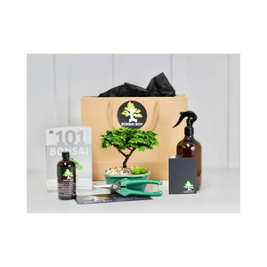 Vente en Gros Bonsaï Conifère Amy 20cm Kit pour Votre Maison Jardin - Product Image 1